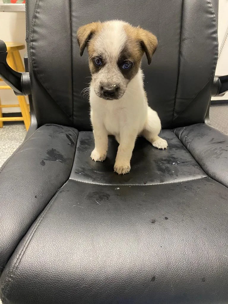 A baby medium-sized male German Shepherd Dog dog named Francis for adoption in Seven Points, TX