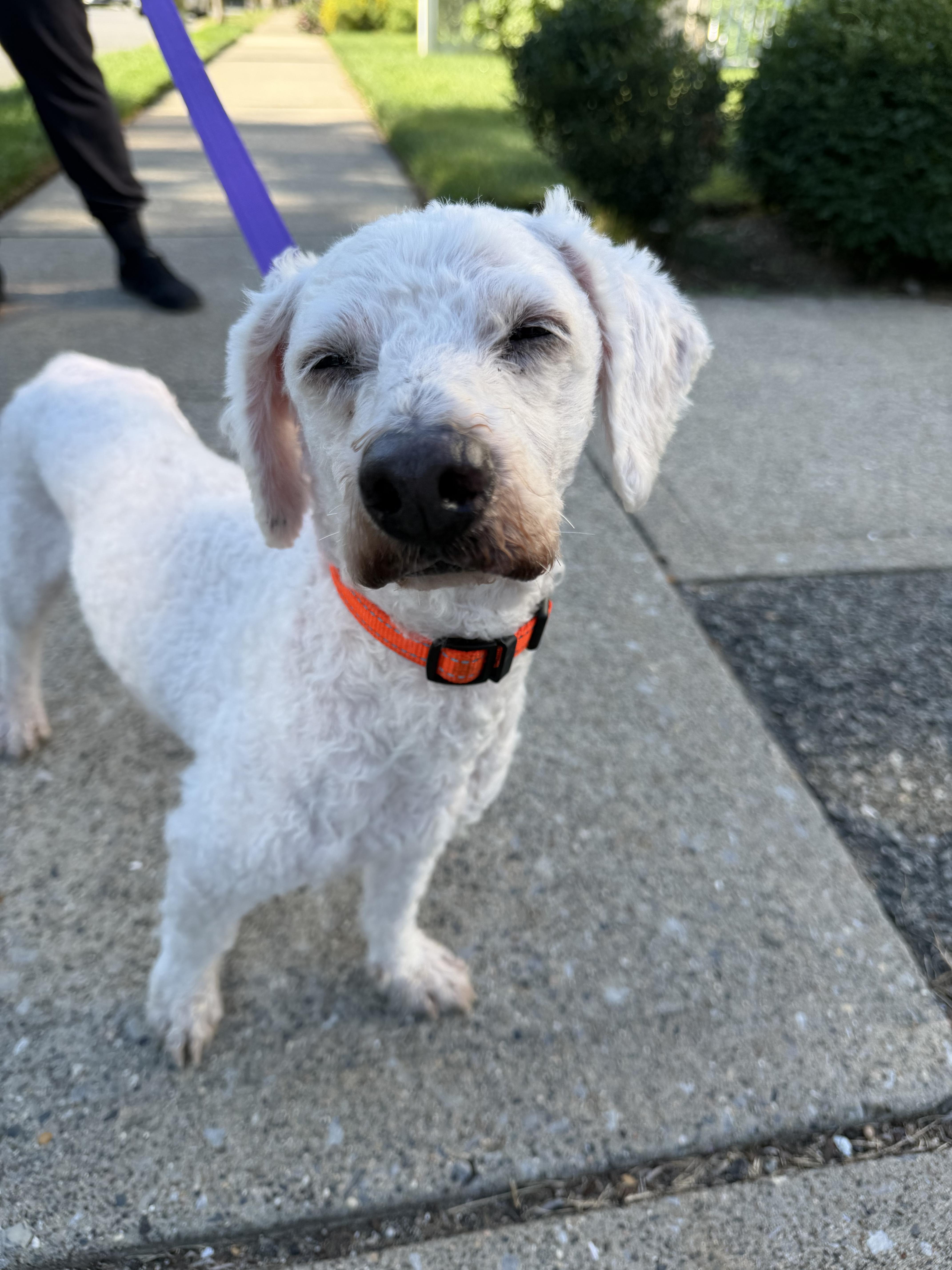 An adult small-sized male Miniature Poodle dog named Jarrito for adoption in Brooklyn, NY