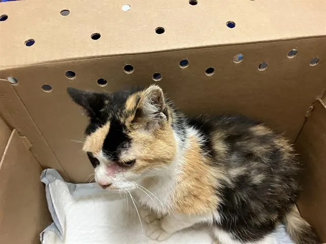 A senior medium-sized female Domestic Short Hair cat named Lacey for adoption in Long Beach, CA