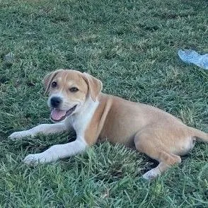 Beau