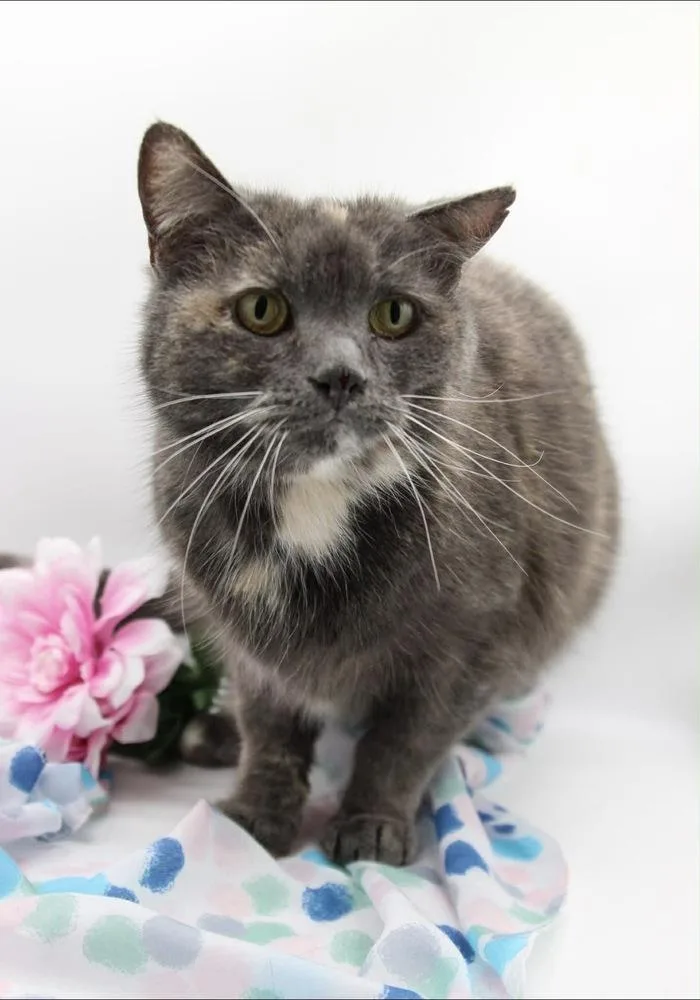 An adult medium-sized female Domestic Short Hair cat named Flash X for adoption in Muskegon, MI