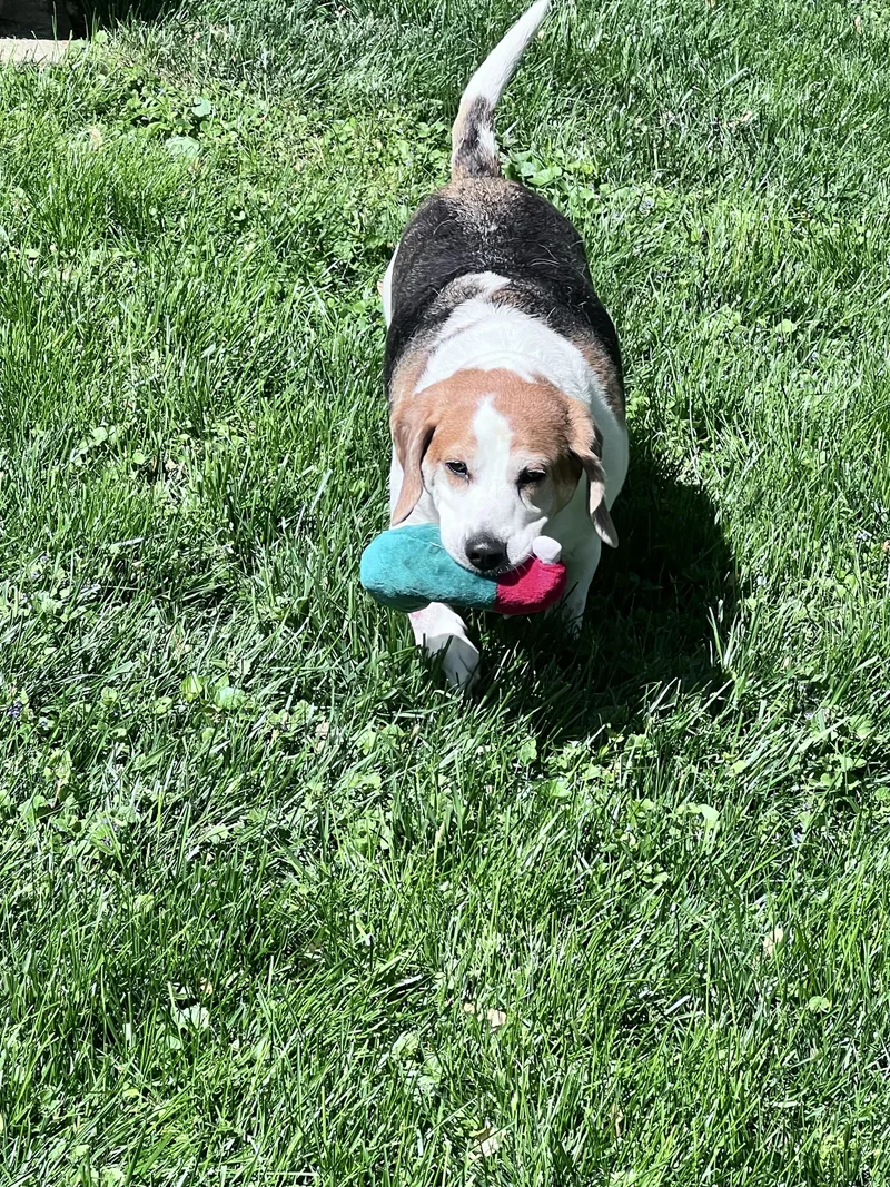 An adult medium-sized female Tricolor (Brown, Black, & White) Beagle dog named Bertha for adoption in Media, PA