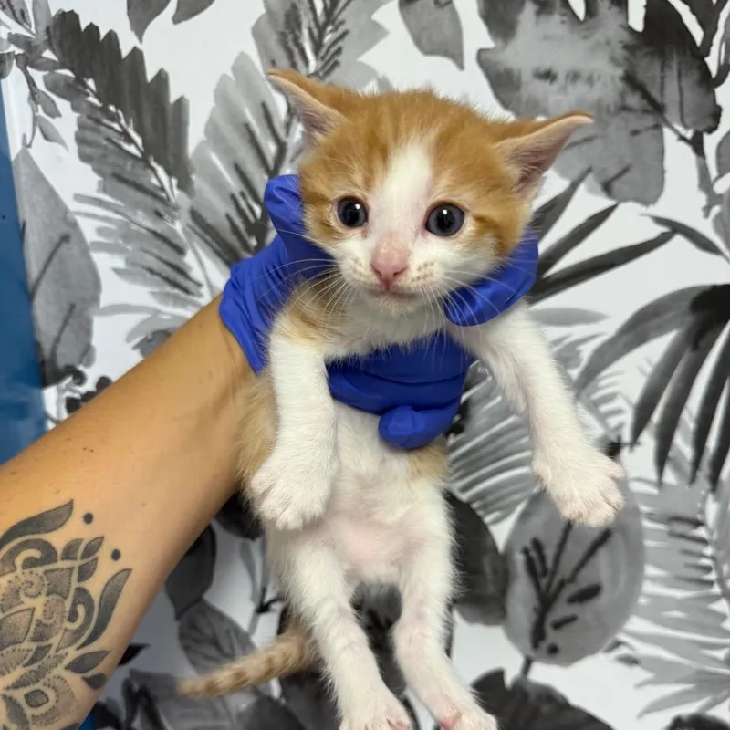 A baby small-sized male Orange / Red Domestic Short Hair cat named Apple for adoption in Wahiawa, HI