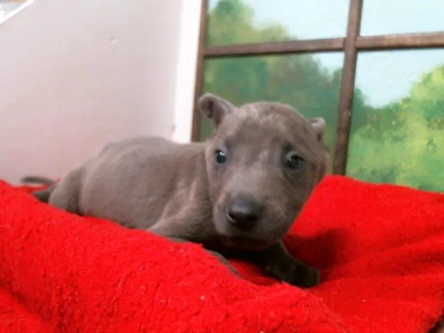 A baby small-sized male German Shepherd Dog dog named Van for adoption in Houston, TX