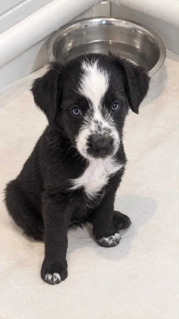 A baby small-sized female Australian Shepherd dog named Lucy for adoption in Valparaiso, IN