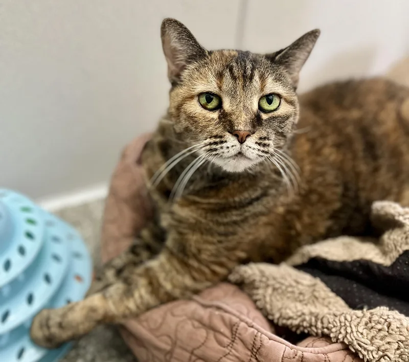 An adult large-sized female Torbie Domestic Short Hair cat named Coco Chanel for adoption in Seville, OH