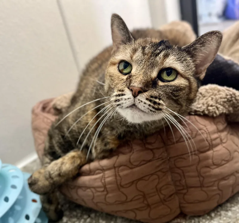 Coco Chanel thumbnail 2