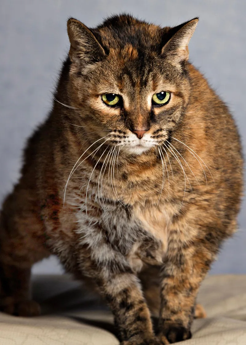 Coco Chanel thumbnail 3