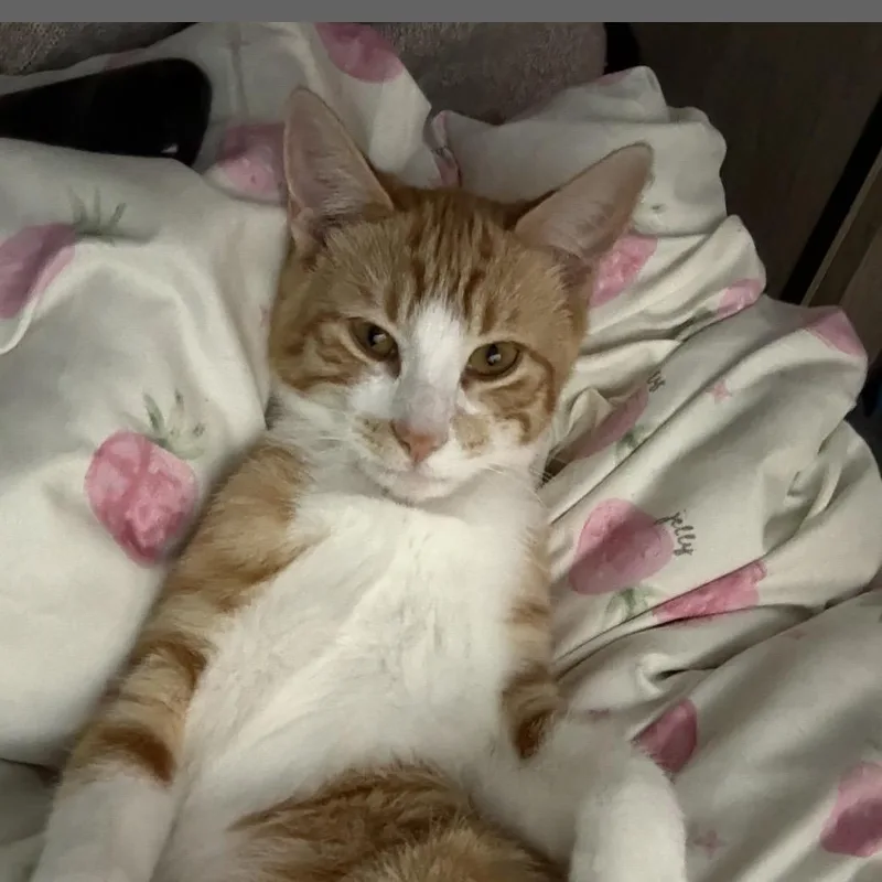 Benji