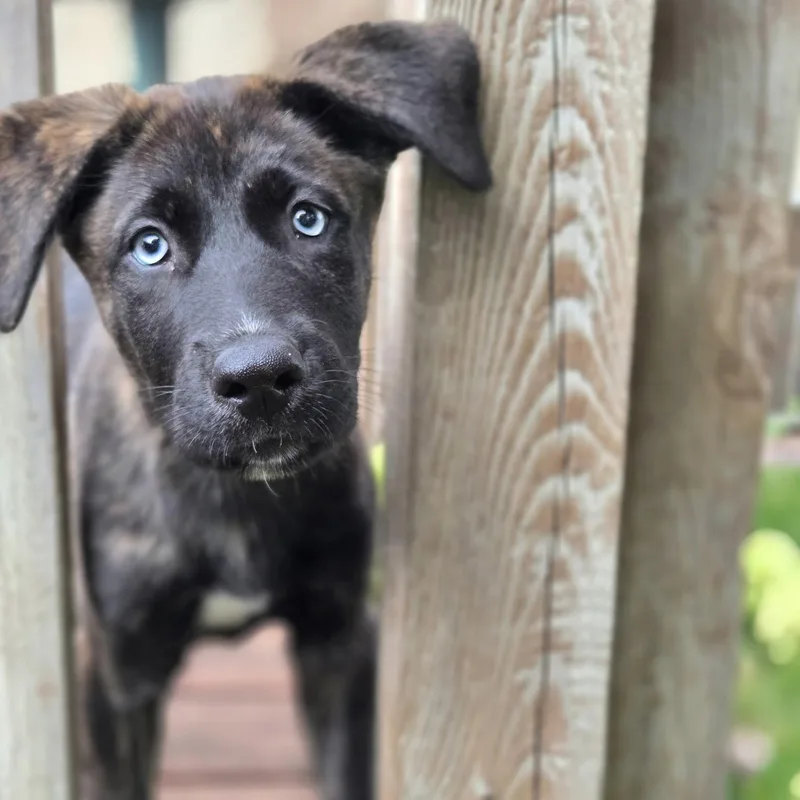 A baby medium-sized female Plott Hound dog named Kodiak for adoption in Prior Lake, MN