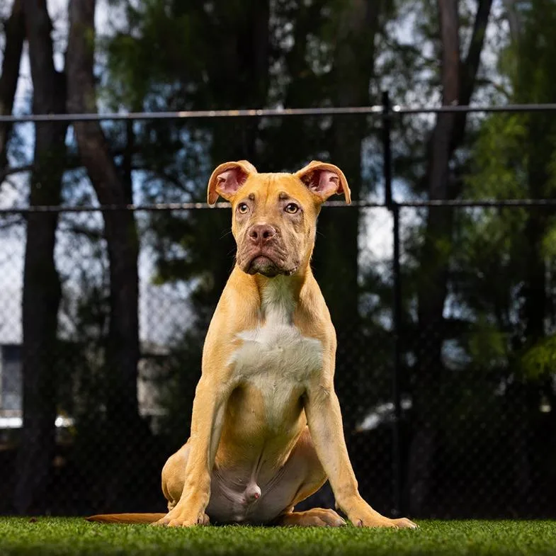 A baby small-sized male Yellow / Tan / Blond / Fawn Mixed Breed dog named Biscoff for adoption in Jupiter, FL