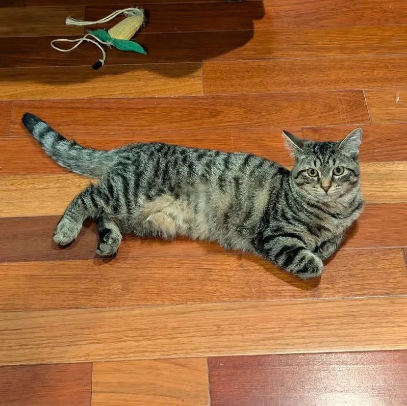A young medium-sized male Tabby (Brown / Chocolate) Domestic Short Hair cat named Sprout for adoption in Moorestown, NJ