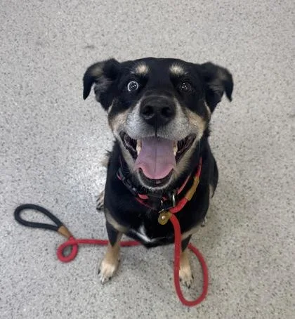 A senior large-sized female Rottweiler dog named Kali for adoption in Fishers, IN