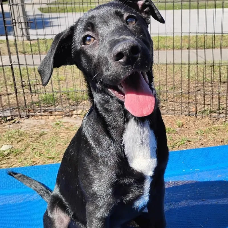 A baby medium-sized male Black Terrier dog named Toby for adoption in Palm Harbor, FL