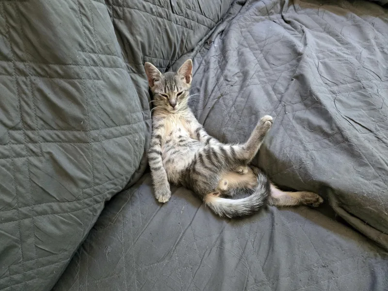 Greenlee thumbnail 2