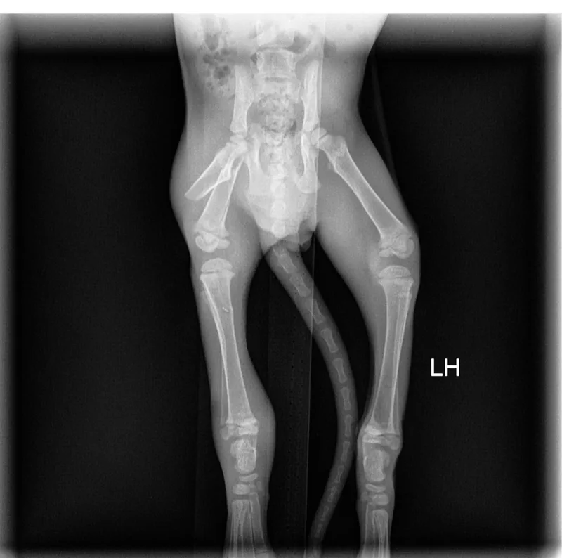 Greenlee thumbnail 6