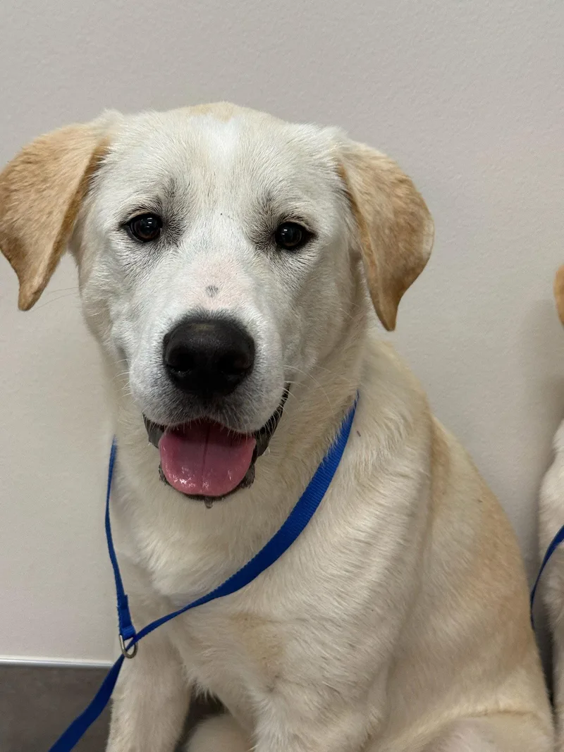 A young large-sized male Yellow Labrador Retriever dog named Dozer for adoption in Gun Barrel City, TX