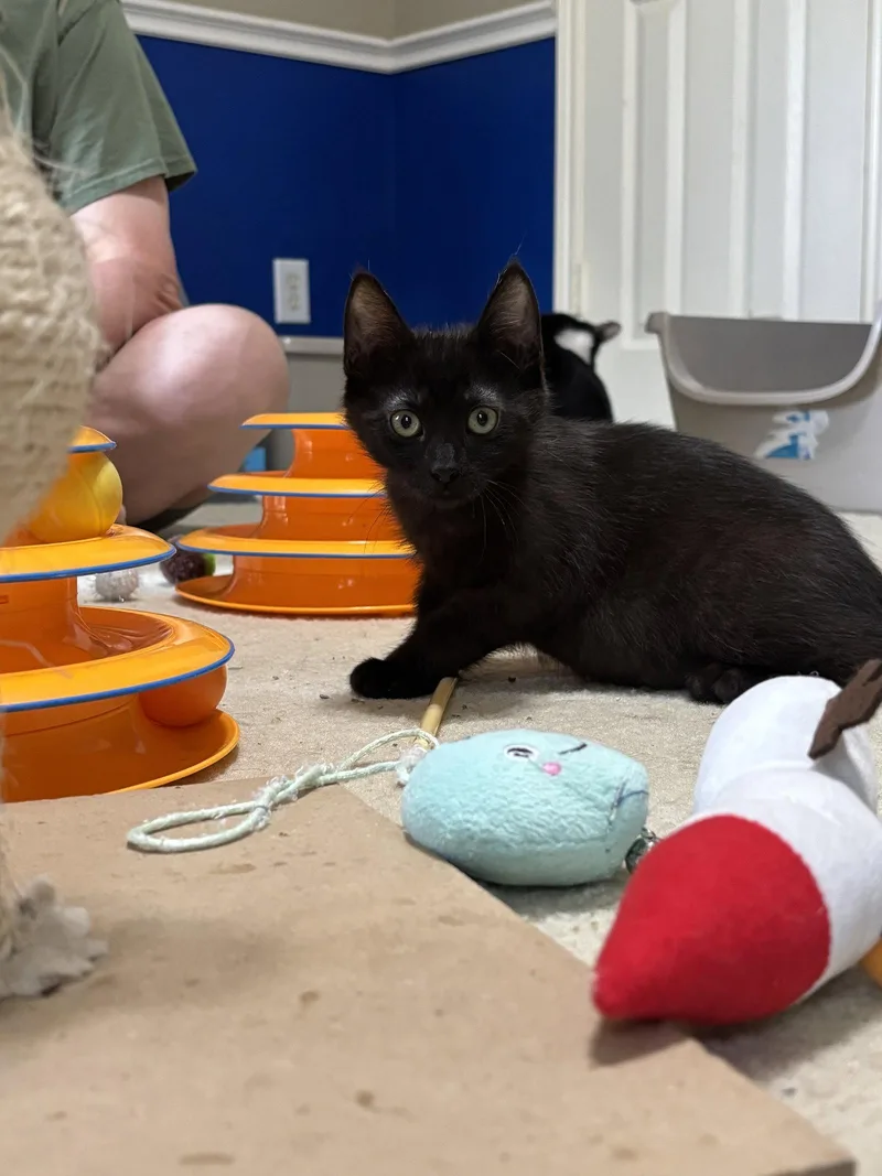 A baby medium-sized female Black Tabby cat named Alexis for adoption in MONTGOMERY, TX