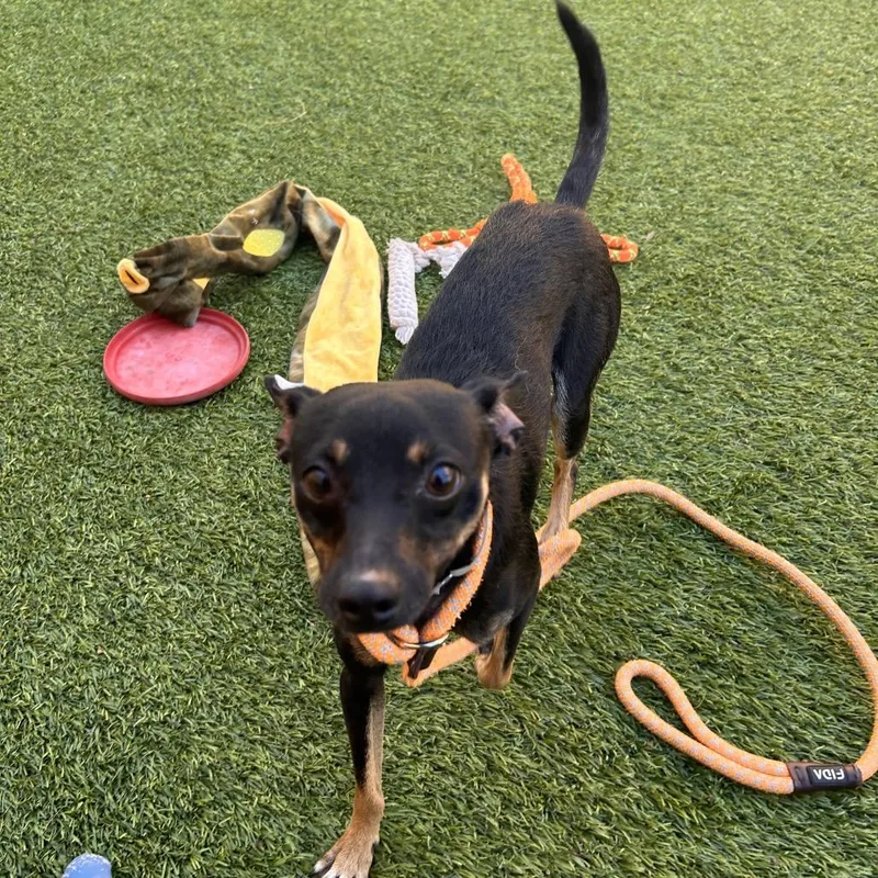 An adult small-sized male Black Chihuahua dog named Bingo for adoption in Hawthorne, CA