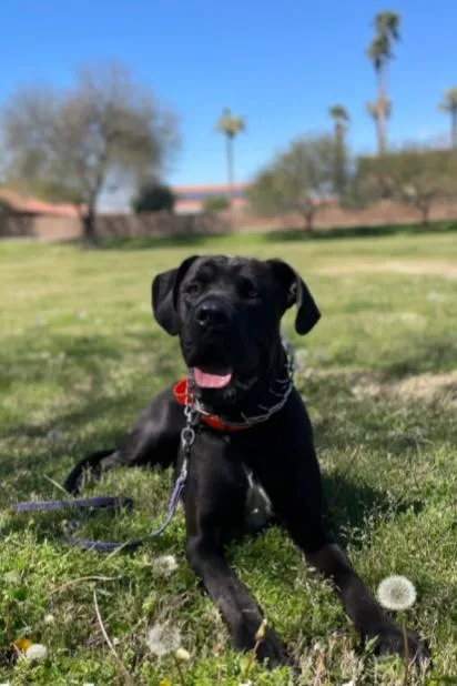 An adult large-sized male Mastiff dog named Dr Dre for adoption in Mesa, AZ