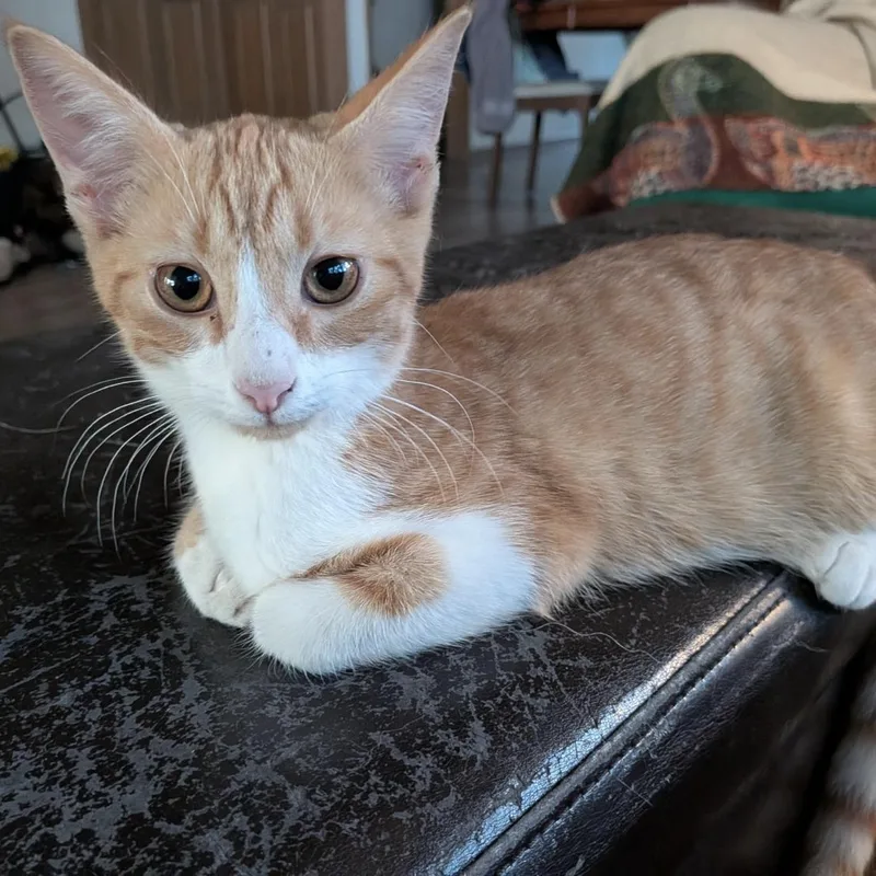 A baby small-sized male American Shorthair cat named Curtis for adoption in Plymouth, MN