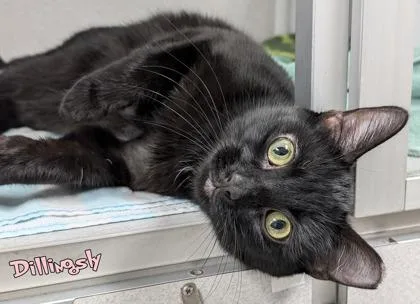 An adult medium-sized female Domestic Short Hair cat named Dillingsly for adoption in Mason, MI