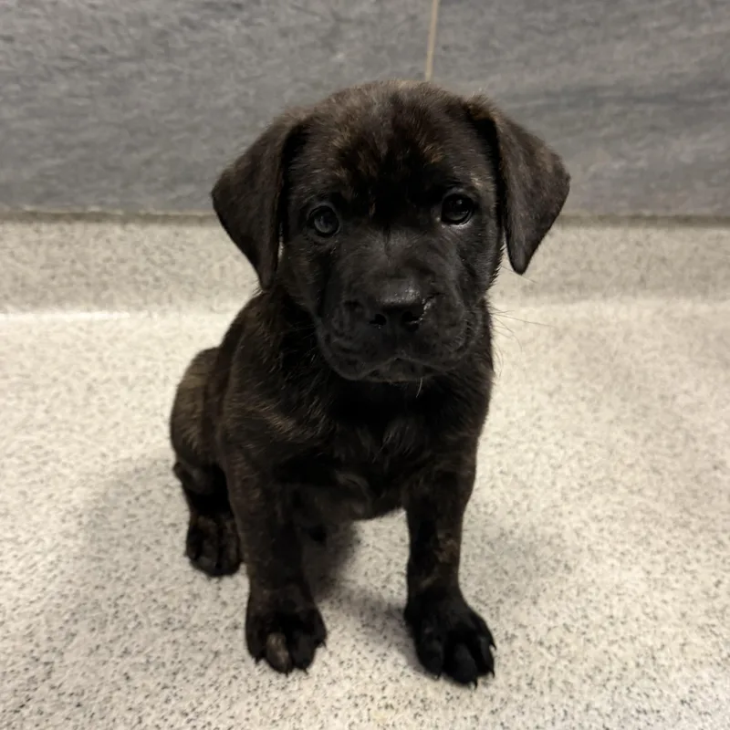 A baby large-sized male Brindle Mixed Breed dog named Duke for adoption in Cooperstown, NY