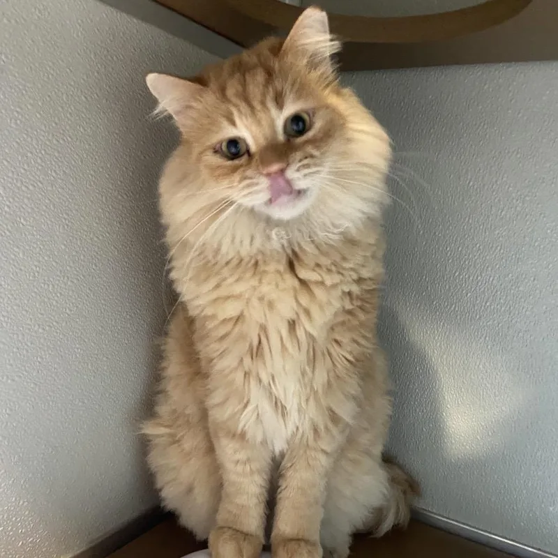An adult large-sized male Domestic Long Hair cat named Eddie for adoption in Chattanooga, TN