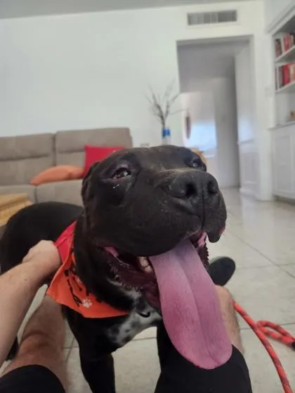 Choco thumbnail 2