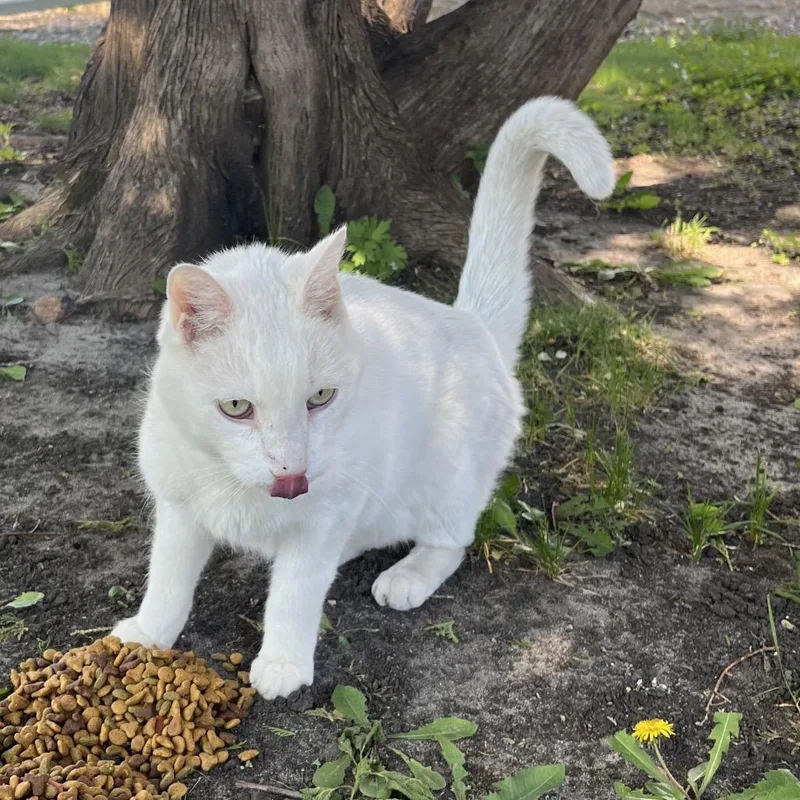 An adult small-sized male White Domestic Short Hair cat named Found Nw Rochester for adoption in Rochester, MN