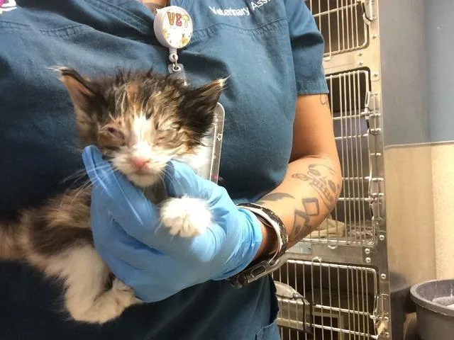 A baby small-sized female Domestic Short Hair cat named A for adoption in Riverside, CA