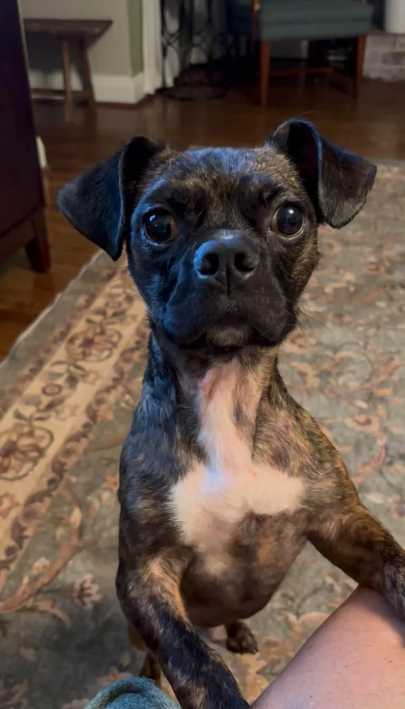 A young medium-sized male Boston Terrier dog named Moonshine for adoption in Forest, VA