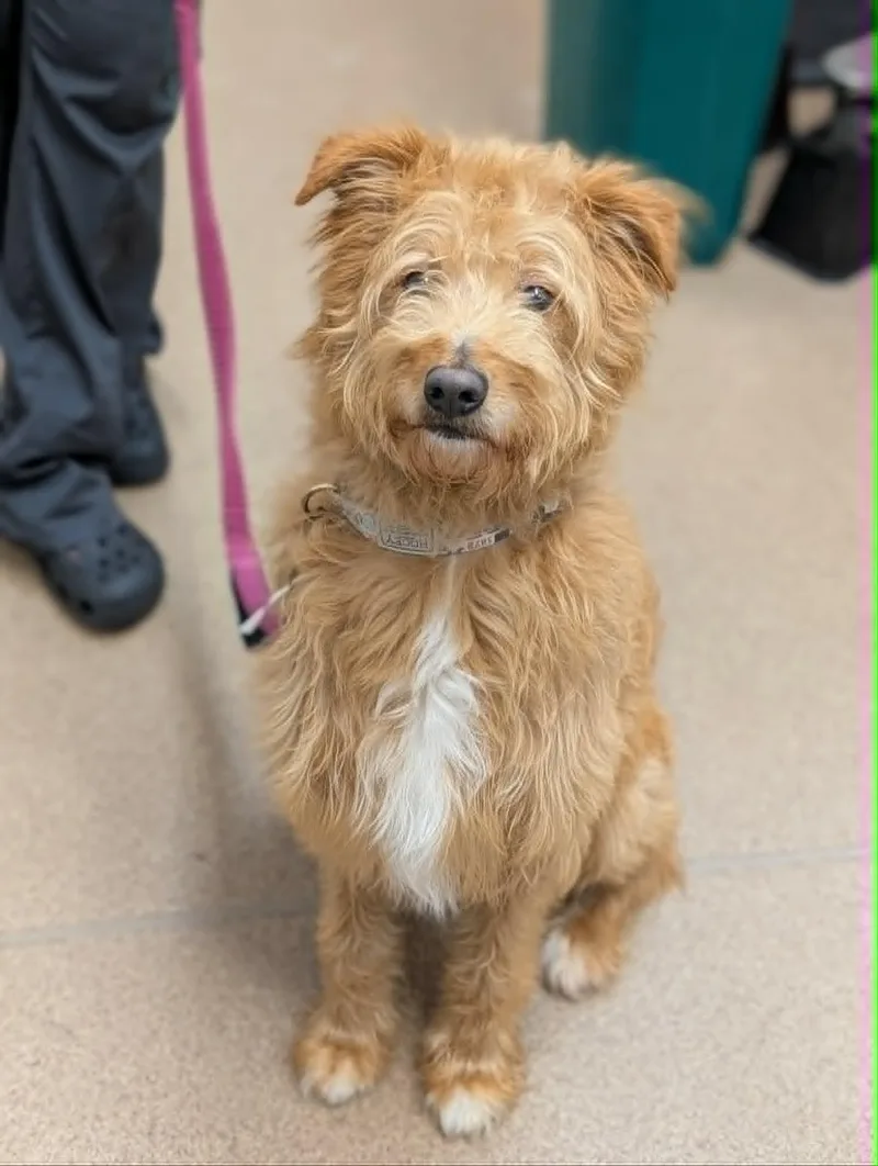 An adult medium-sized male Red / Chestnut / Orange American Eskimo Dog dog named Scooby for adoption in Chambersburg, PA