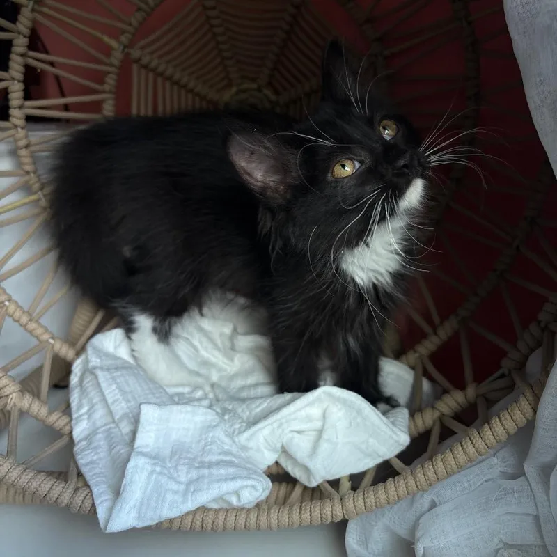 A baby small-sized female Black Domestic Long Hair cat named Darcy for adoption in Lexington, KY