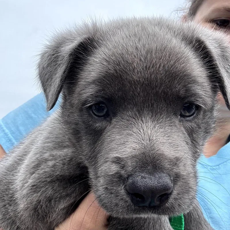 A baby large-sized male Gray / Blue / Silver Labrador Retriever dog named Bear for adoption in Rockville, MD
