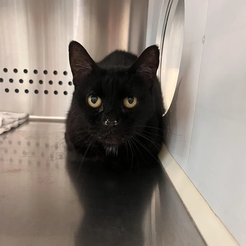 An adult medium-sized female Black Domestic Short Hair cat named Eleven for adoption in Washburn, MO