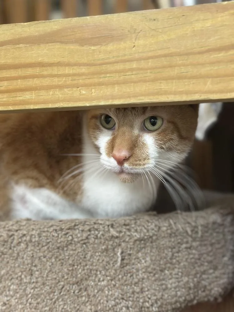 An adult large-sized male Orange & White Tabby cat named Simba for adoption in Crescent City, FL