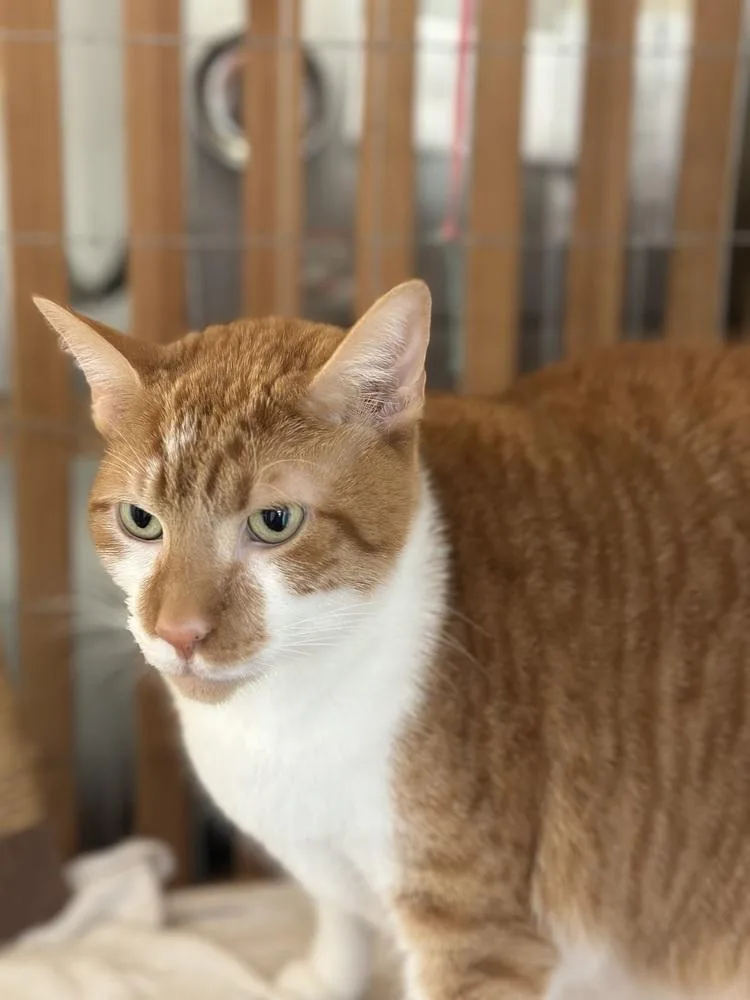 Simba thumbnail 4