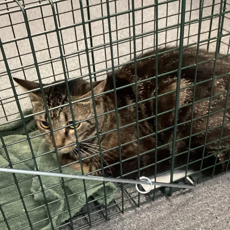 An adult small-sized male Brown / Chocolate Domestic Short Hair cat named Ranger for adoption in Montgomery, AL