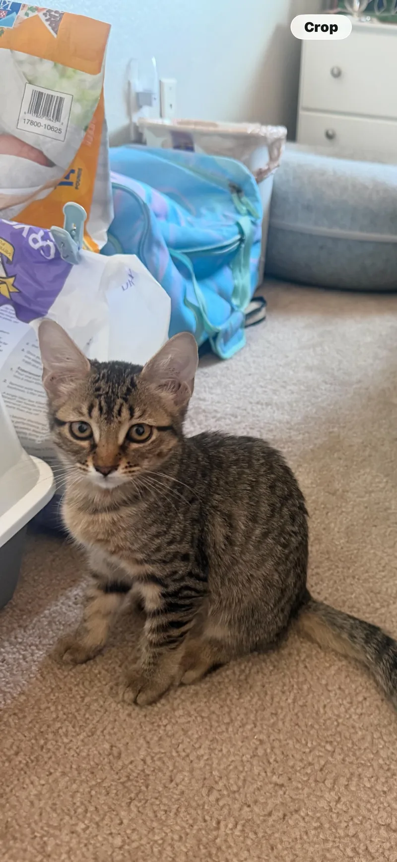 A baby small-sized female Tabby cat named Toast for adoption in Phoenix, AZ