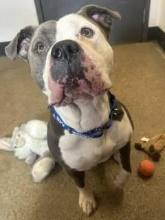 An adult large-sized male Gray / Blue / Silver Pit Bull Terrier dog named Modello for adoption in Cleveland, OH