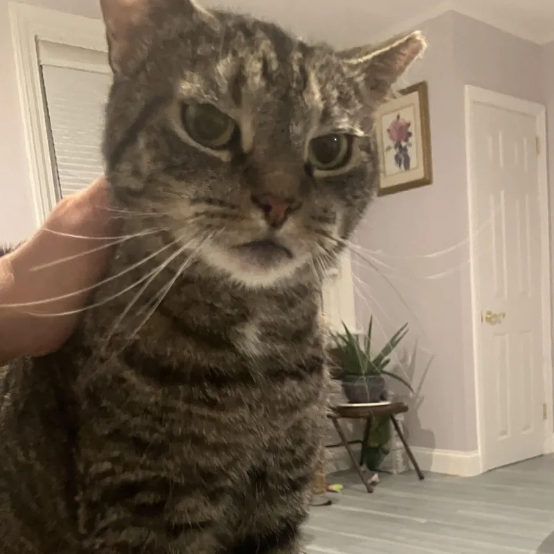 An adult medium-sized female Tabby (Buff / Tan / Fawn) Tabby cat named Mia for adoption in Philadelphia, PA