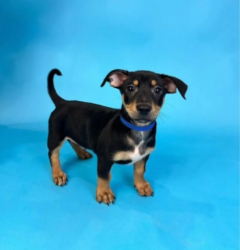 A baby small-sized male Tricolor (Brown, Black, & White) Rat Terrier dog named Lupin for adoption in Alvin, TX