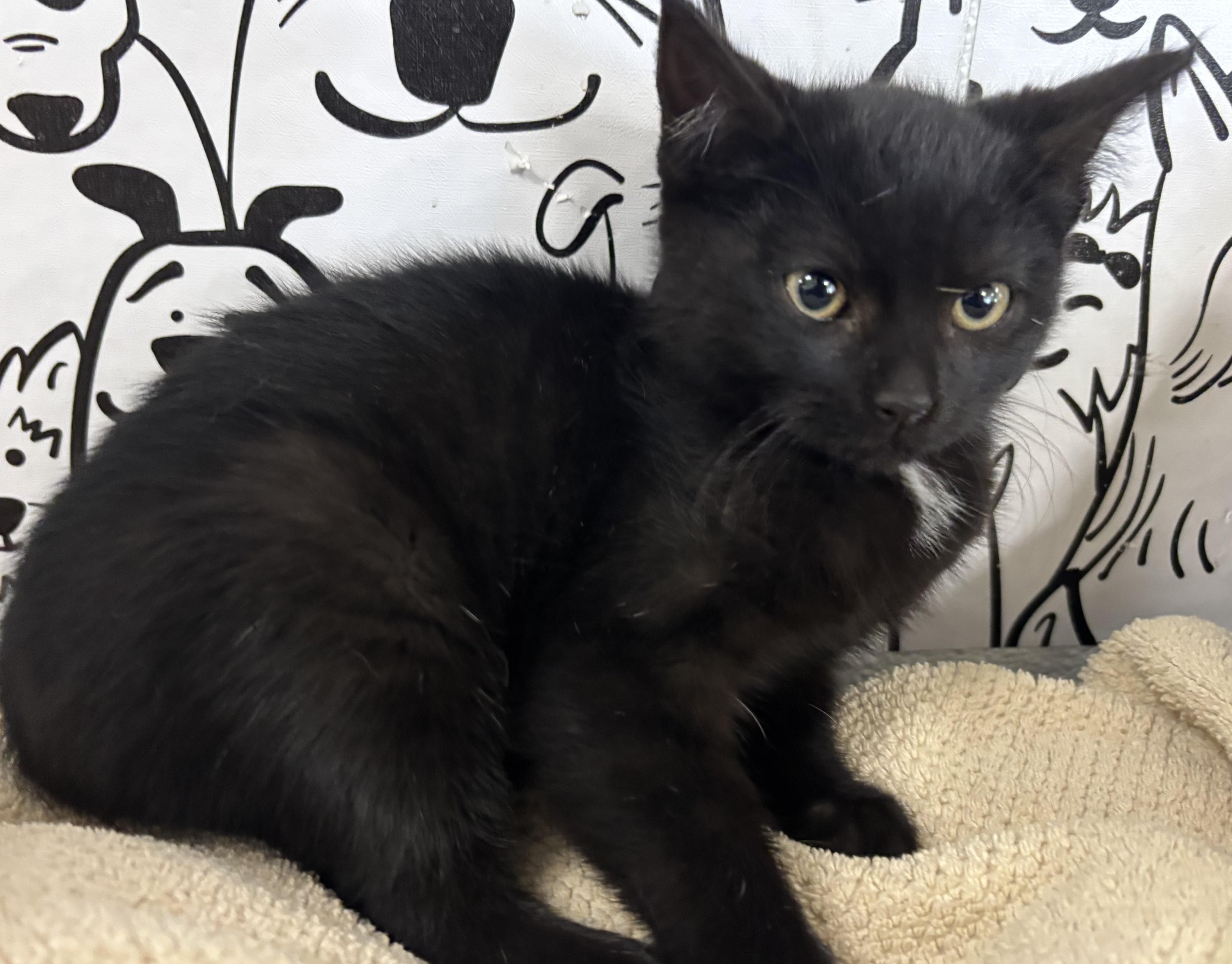 A baby small-sized female Domestic Short Hair cat named Julie for adoption in San Pedro, CA