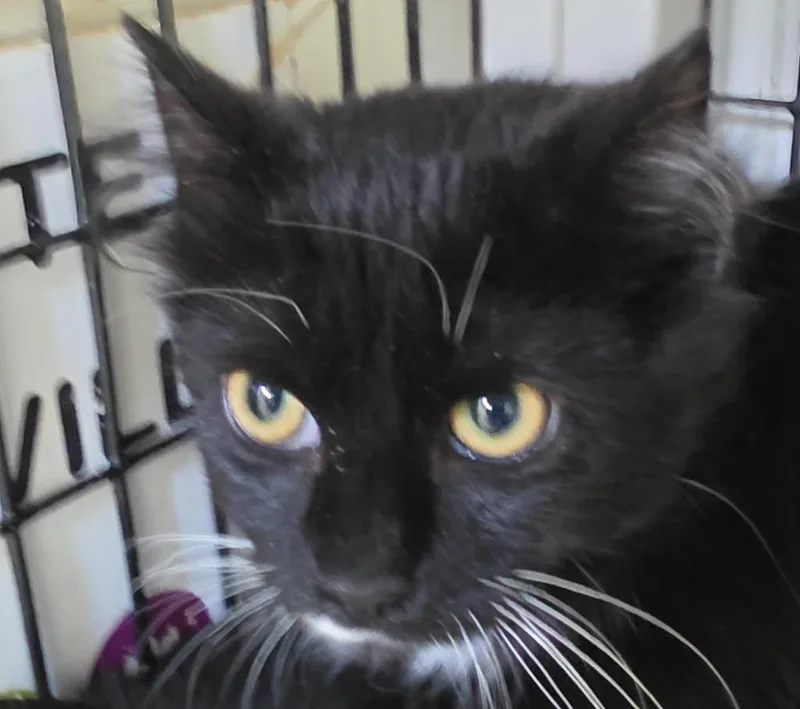 A baby medium-sized female Domestic Medium Hair cat named Dorothy for adoption in Ewing, NJ