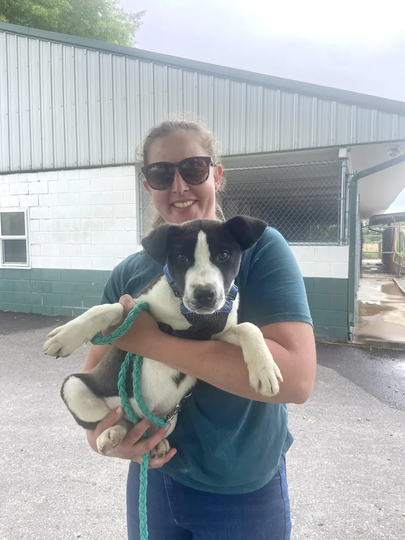A baby medium-sized male White / Cream Labrador Retriever dog named Reggie Doolittle for adoption in Andover, MA