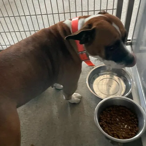 An adult medium-sized female Terrier dog named Cordelia for adoption in Des Moines, IA