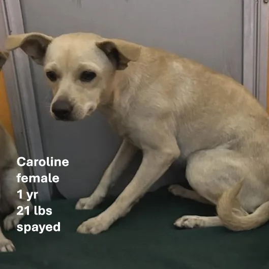 Caroline