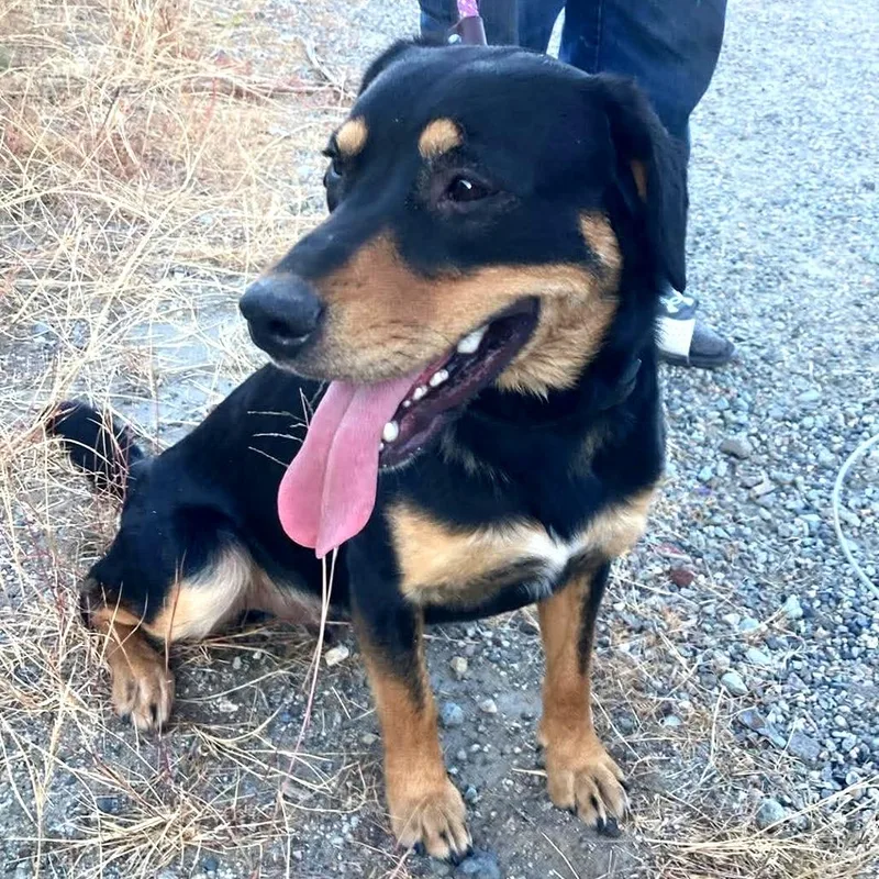 A young large-sized male Black Rottweiler dog named Duke for adoption in TONASKET, WA