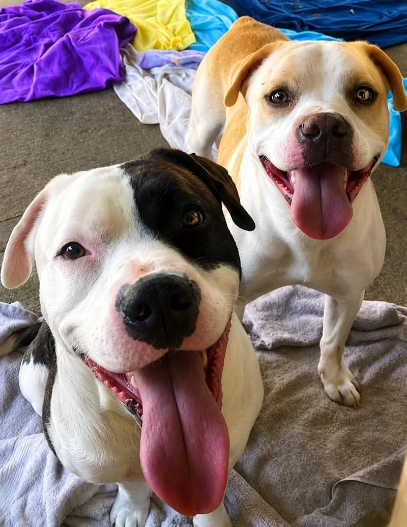 Bonnie & Clive